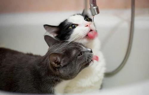 猫咪一天需要喝多少水？猫咪饮水不足是什么问题？