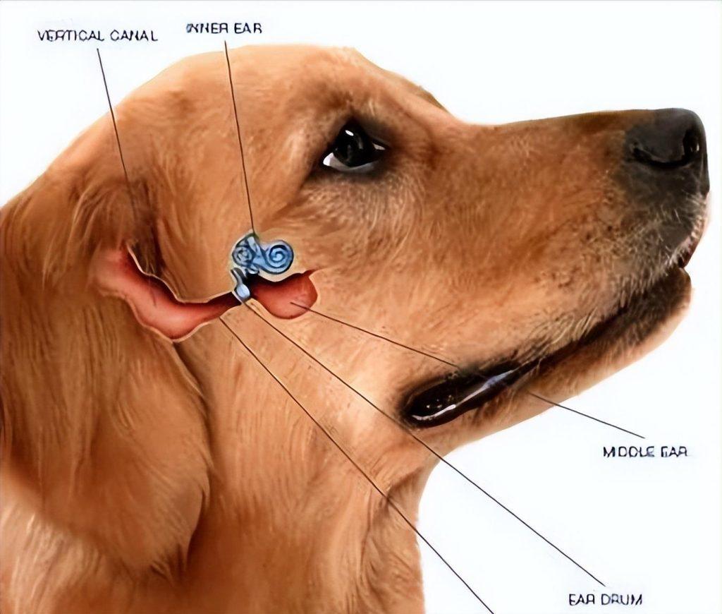 狗狗耳朵脏，该怎么清理？