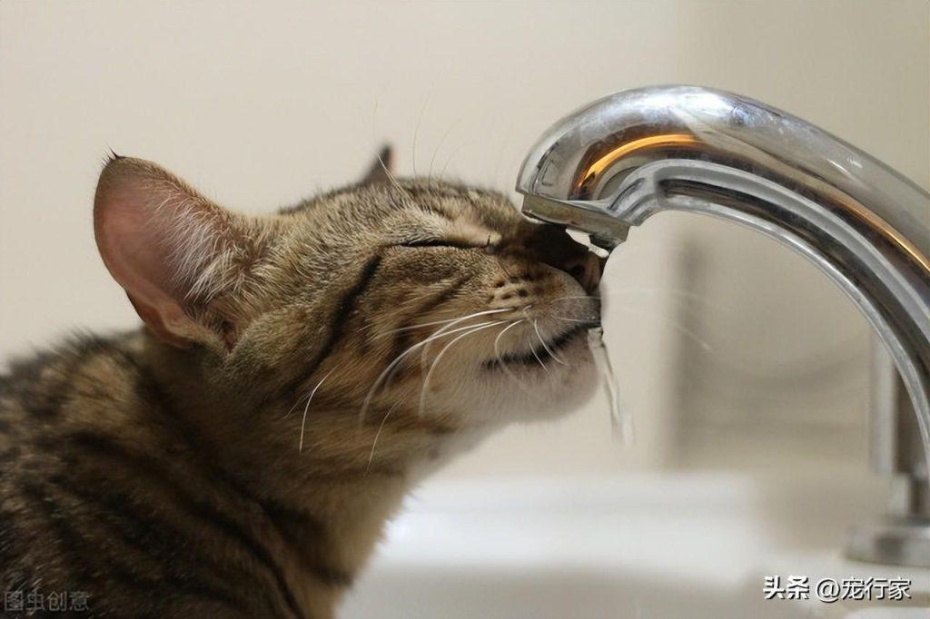 猫咪一天可以喝多少量的水？猫咪的渴觉并不发达