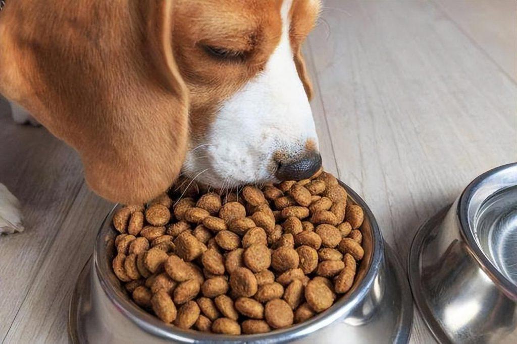 2023年10款人气爆款狗粮推荐，你家狗吃的是什么呢？