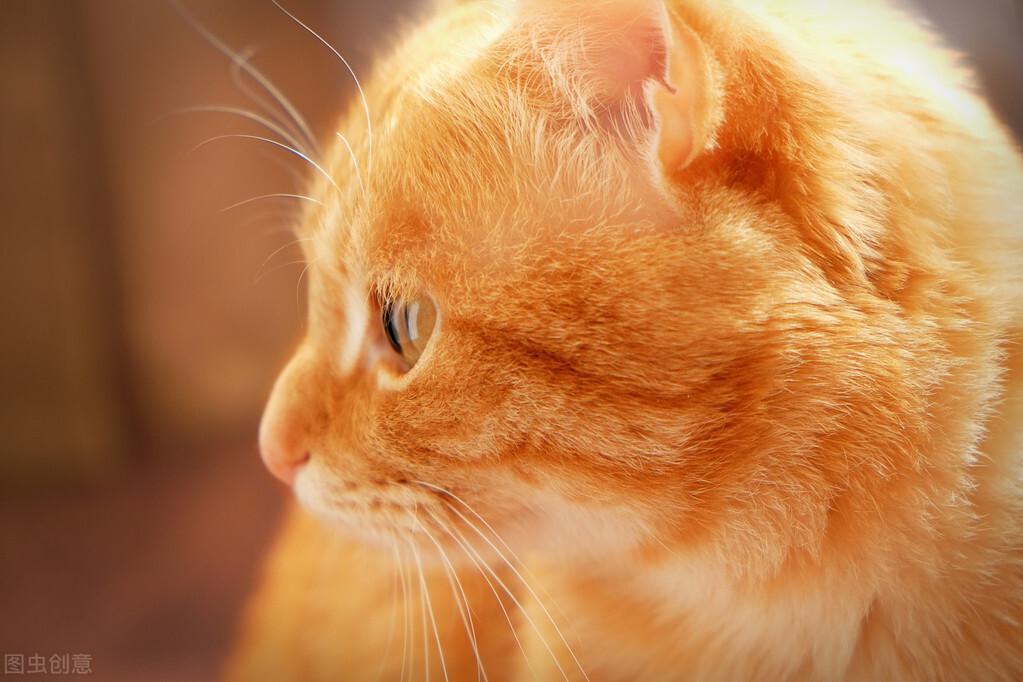 猫咪常见寄生虫及危害是什么？如何预防性驱虫？