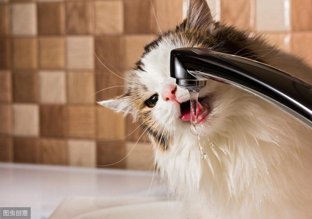 天气变凉猫喝水少了有影响吗？秋冬季节如何降低泌尿道疾病患病可能？