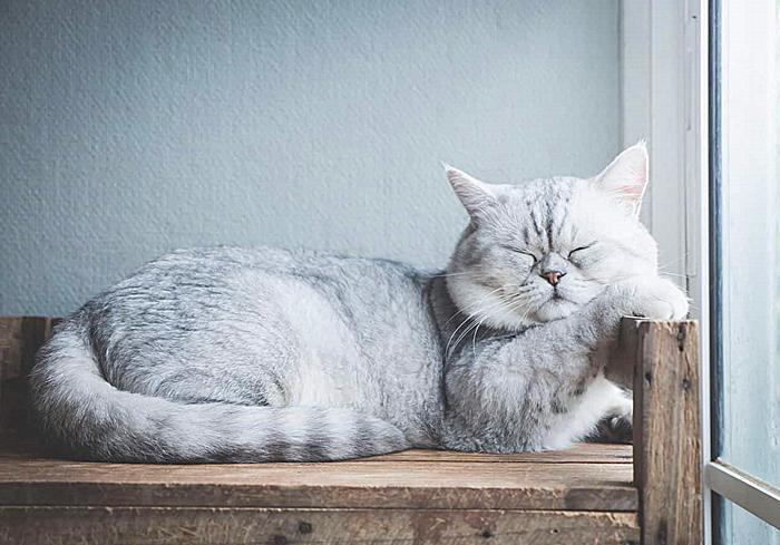 猫咪睡眠时长超过16小时正常？长期嗜睡其实已患胰腺炎