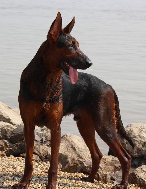 物种百科：莱州红犬，是世界最凶猛的犬种之一