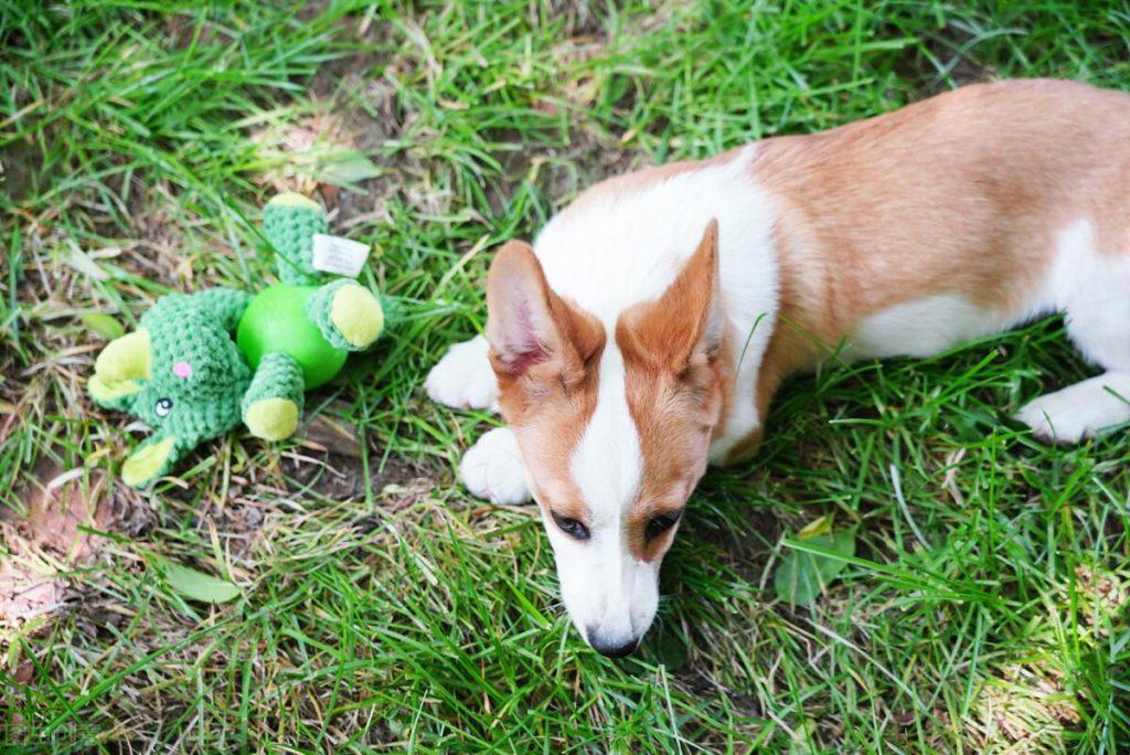 饲养柯基犬不能做的事有什么？饲养柯基犬需要注意的事情