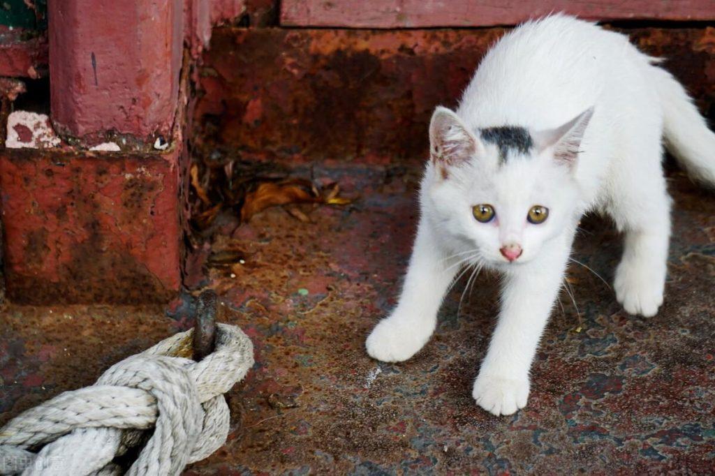 猫咪喝什么奶粉好？猫咪奶粉的冲泡方法以及喂食方式介绍