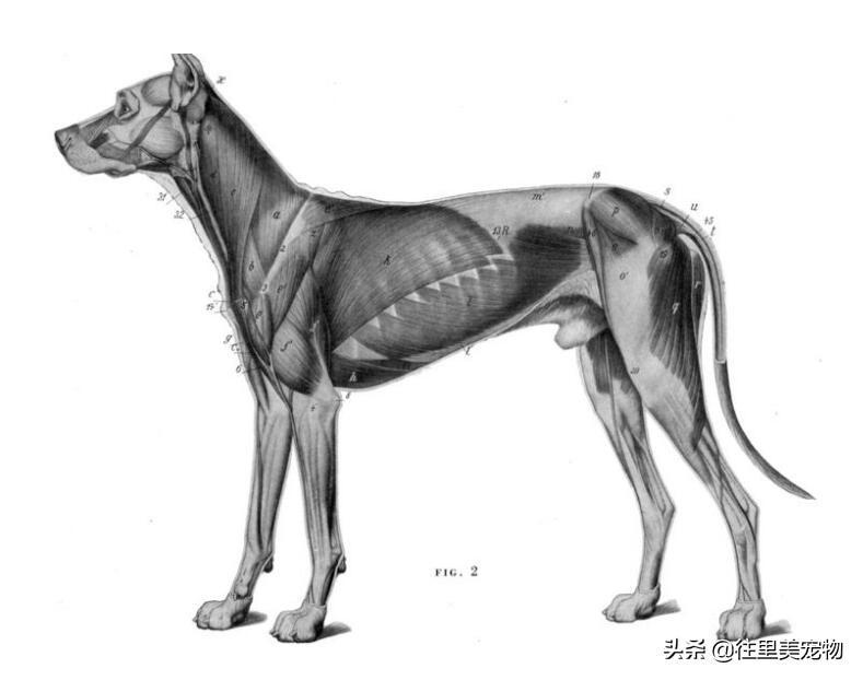狗狗运动系统的构成，以及狗狗骨折后的治疗方法！建议收藏（狗狗骨折后怎么办）