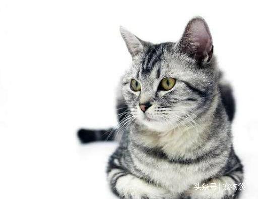 世界上可爱猫咪之一，美国银斑短毛猫，是你喜欢的吗？