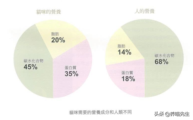 猫咪真正需要的营养物质是什么？学会了把主子养的胖乎乎的