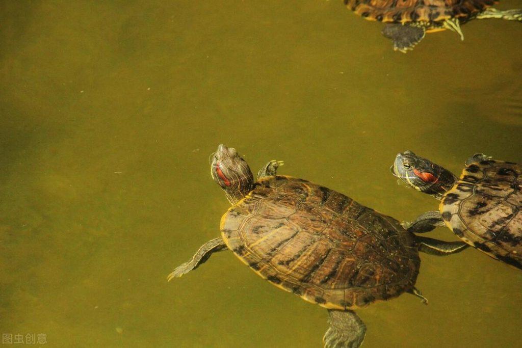 冬天越来越近，巴西龟冬天要不要放水呢？