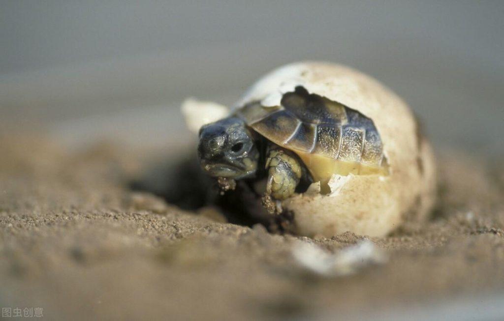 野生乌龟是需要人工孵化的？那乌龟蛋是怎么孵化小乌龟的？
