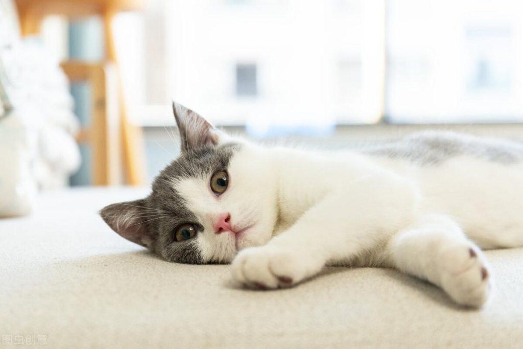 你知道猫咪每天睡眠时间多久才算正常吗？