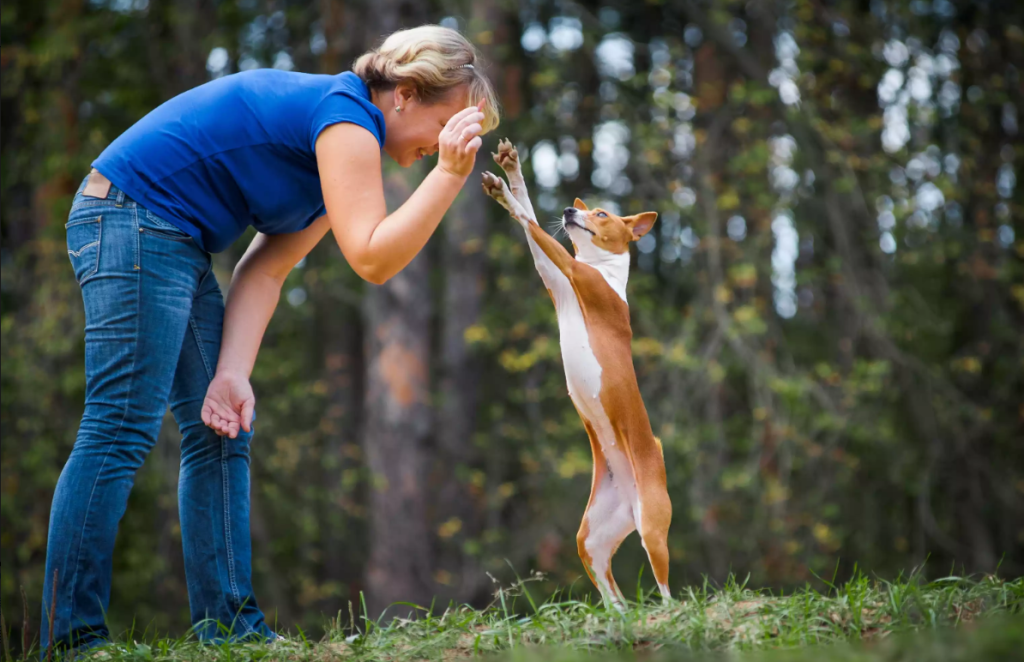 巴仙吉犬小资料，性格独立所以训练难度较高不易养！