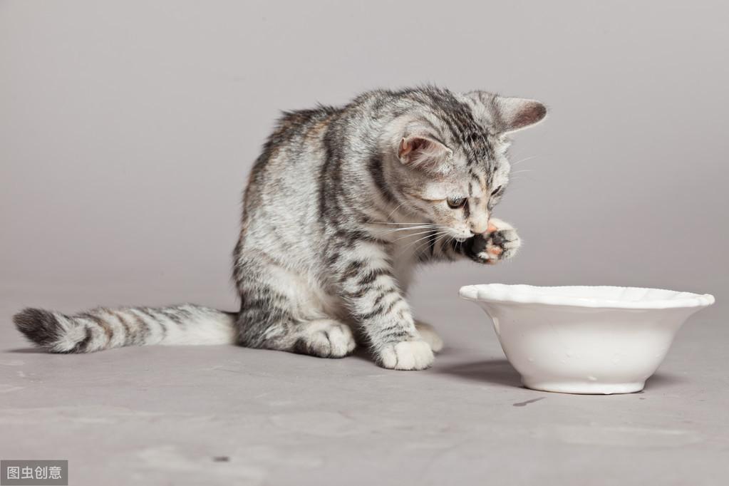 猫猫每日所需水量及补充方法（如何给不爱喝水的猫咪喝水？）