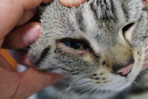 你对猫类眼科疾病了解多少？家庭可备眼科用品有哪些？