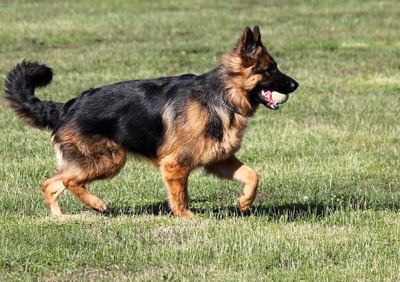 犬种百科之德国牧羊犬的基本资料介绍