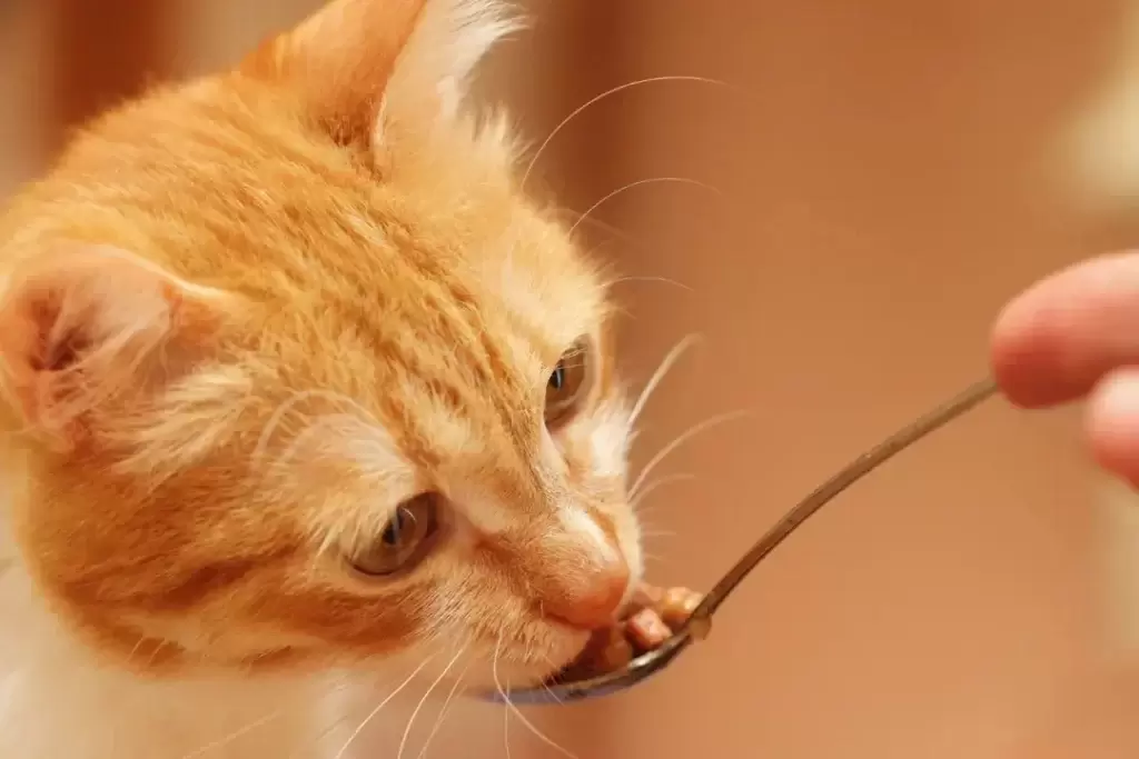 猫咪益生菌，是真的有效、还是骗人的智商税？