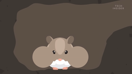 为什么仓鼠的嘴里可以储存食物？其实仓鼠吃的并不多