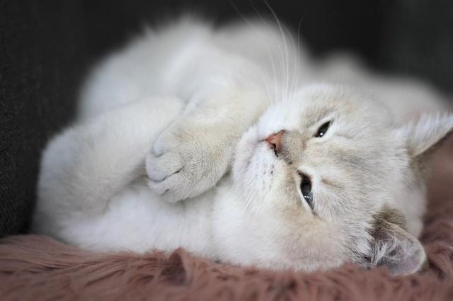 猫每天的生活很有规律，有4组重要睡眠
