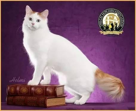 土耳其梵猫百科全解——世界上最贵的猫