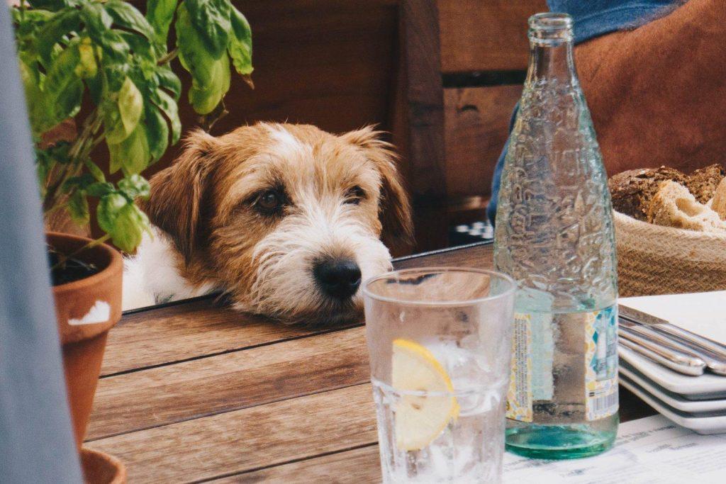 狗狗不喝水能存活多久？关于狗和水的事（狗死活不喝水）