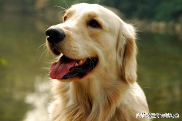 5大导盲犬种类介绍（关于导盲犬）