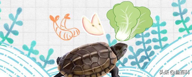 草龟吃什么？草龟多久喂一次？