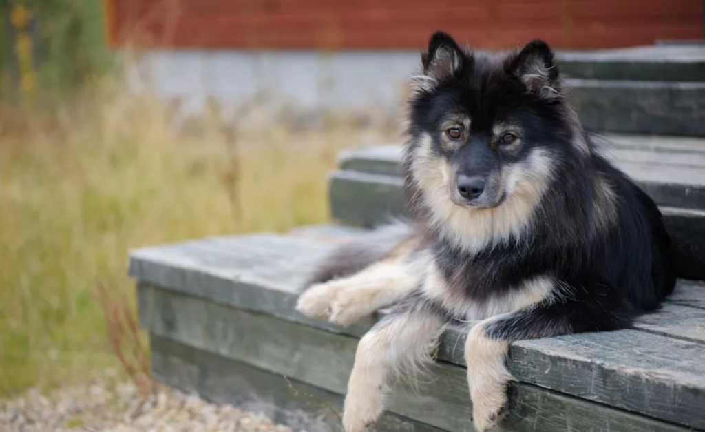 芬兰拉普猎犬：长得像中型的阿拉斯加犬，是能够狩猎驯鹿的狗狗