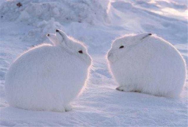 百科全解北极兔，长有一双雪地靴，除了吃草还会吃肉与羽毛