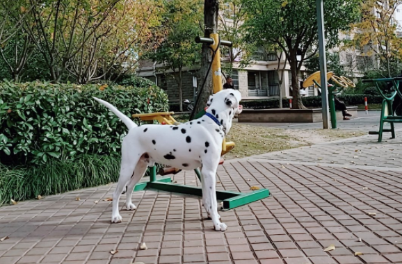 大麦町犬为什么从万人迷到万人恨？原因有7个