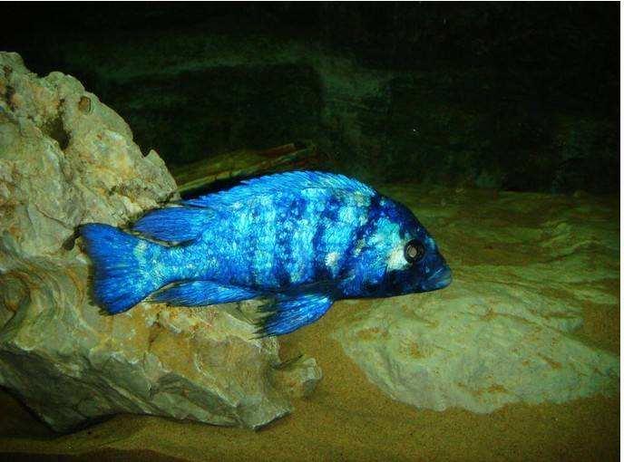 宠物盘点热带鱼：蓝宝石鱼篇