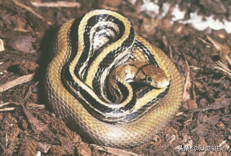 什么品种蛇最毒？25种蛇，遇到毒性强的毒蛇就赶紧跑吧