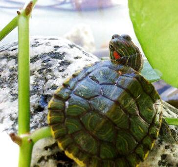 巴西龟容易饲养吗？巴西龟受欢迎的原因是什么？