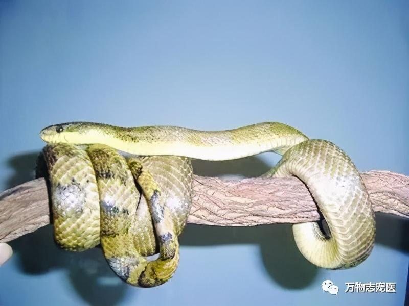 异宠界冷峻代表——宠物蛇的“适新”品种