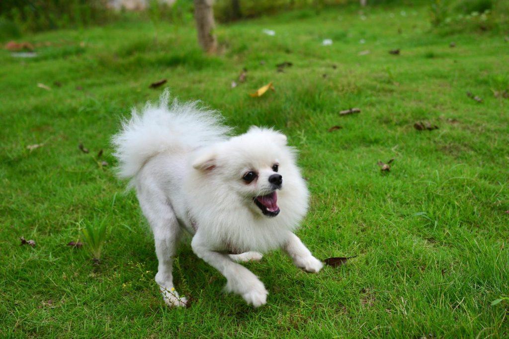 你分辨博美犬和银狐犬吗？并不难，教你几招