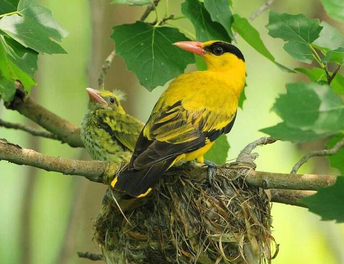 黄鹂鸟在什么树上繁殖及几月开始繁殖的？鸟窝高度是多少米？