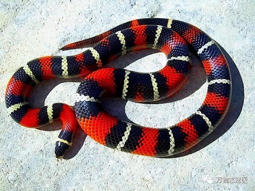 异宠界冷峻代表——宠物蛇的“适新”品种