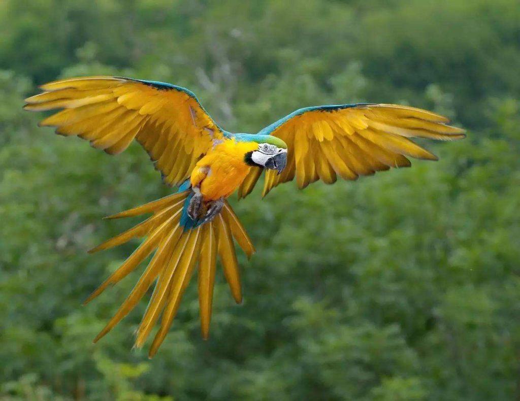 17种最大金刚鹦鹉你知道几个？