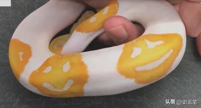 2016年他意外培育出一条有笑脸斑纹的蟒蛇