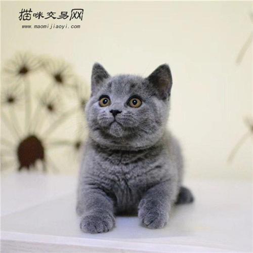 英短蓝猫性格怎么样？蓝猫适合家养吗？