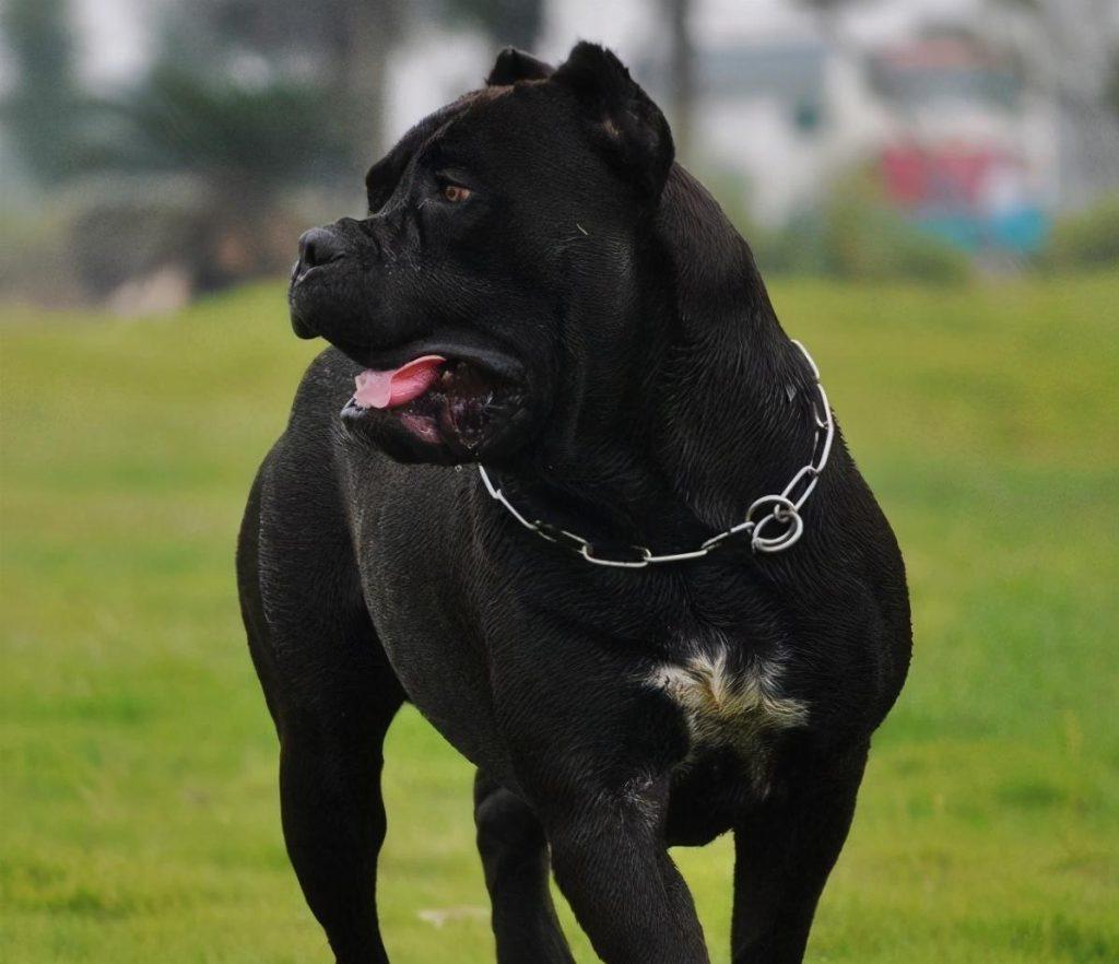 卡斯罗犬是一只很可怕的犬种，所以养的人很少