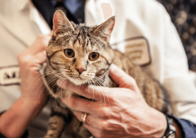 猫咪益生菌，是真的有效、还是骗人的智商税？