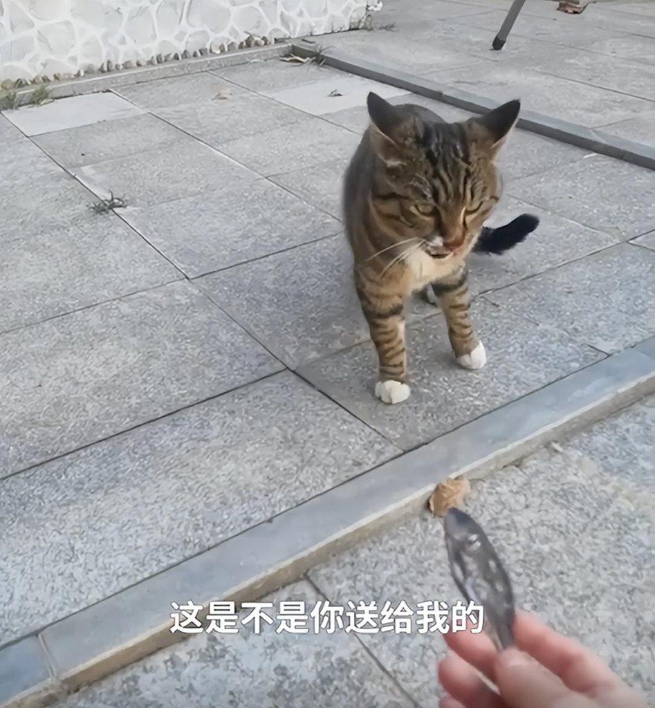 猫的报恩：女子连续1个月投喂流浪猫，猫咪给她带来了小鱼干