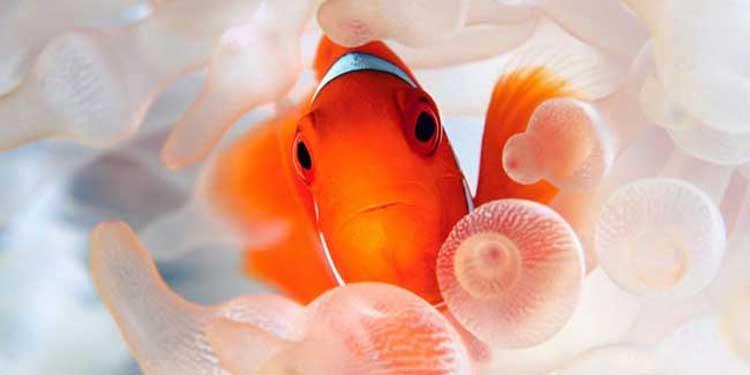 小丑鱼为什么叫小丑鱼？小丑鱼有什么繁殖特性？