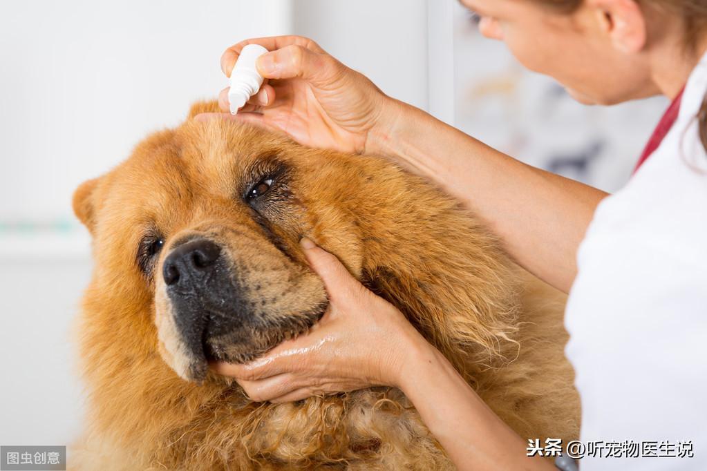 狗狗倒睫毛、眼睑内翻、外翻的治疗方式（狗狗倒睫毛,眼睑内翻,外翻的治疗方式是什么）