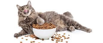 猫粮价格多少钱一斤？到底猫粮多少钱一斤才合适？