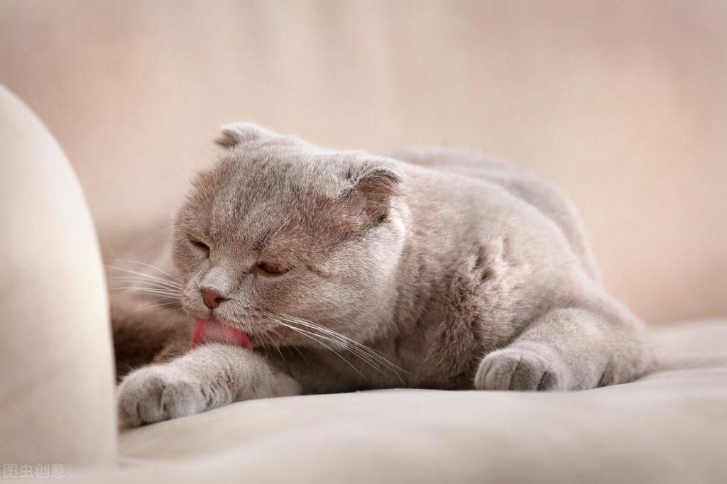 养猫日记：猫咪化毛膏吃多了会怎样？
