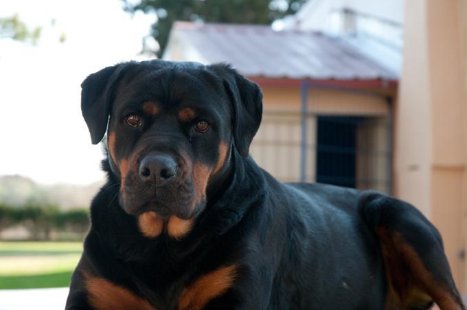 盘点世界上最凶猛的8种烈性犬，比特犬vs藏獒那个更加厉害一些呢？