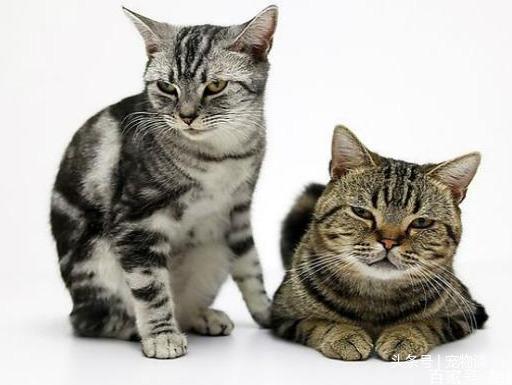 世界上可爱猫咪之一，美国银斑短毛猫，是你喜欢的吗？