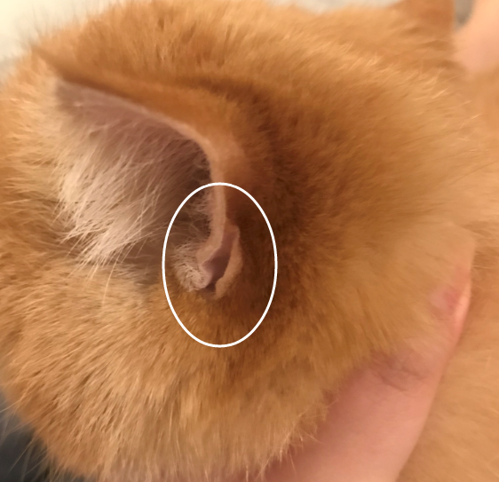 猫咪都有4只耳朵你知道吗？虽然位置十分隐蔽，作用却不小